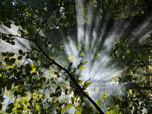 Bild eines Baumes